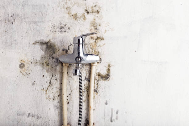 Best Mold Damage Repair  in Boswell, PA
