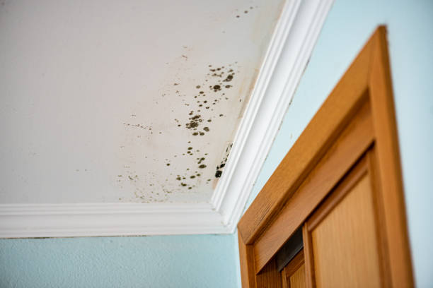 Best Local Mold Removal Service  in Boswell, PA