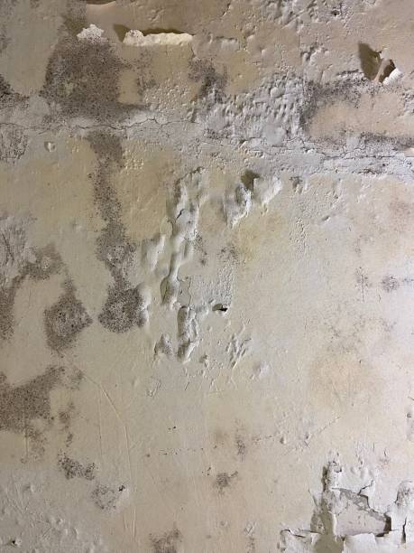 Best Certified Mold Removal  in Boswell, PA