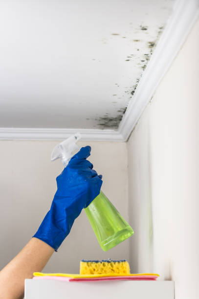 Best Residential Mold Removal  in Boswell, PA