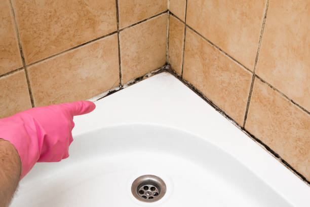 Best Mold Damage Repair  in Boswell, PA
